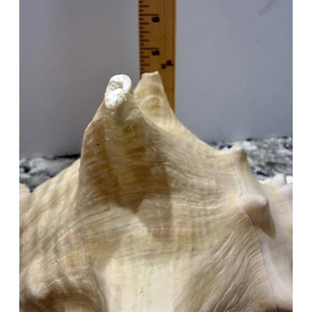Queen Conch Sea Shell 9